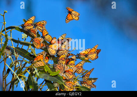 Monarch (Danaus Plexippus) Winter Kolonie Schlafplatz im Eukalyptusbaum, Pismo Beach State Park, Kalifornien, USA Stockfoto