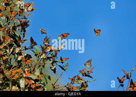 Monarch (Danaus Plexippus) Winter Kolonie Schlafplatz im Eukalyptusbaum, Pismo Beach State Park, Kalifornien, USA Stockfoto