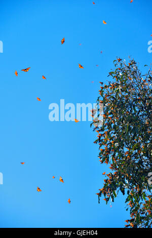 Monarch (Danaus Plexippus) Winter Kolonie Schlafplatz im Eukalyptusbaum, Pismo Beach State Park, Kalifornien, USA Stockfoto