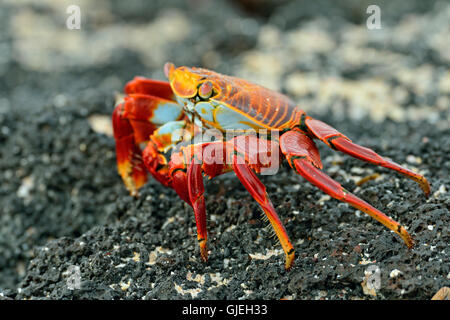 Sally Lightfoot Krabben (Grapsus Grapsus), Galapagos Islands National Park, Santa Cruz ist Las Bachas Beach, Ecuador Stockfoto