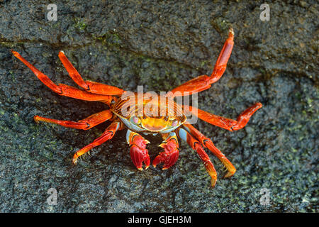 Sally Lightfoot Krabben (Grapsus Grapsus), Nationalpark Galapagos-Inseln, Insel Floreana, Ecuador Stockfoto