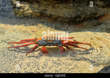 Sally Lightfoot Krabben (Grapsus Grapsus), Nationalpark Galapagos-Inseln, Insel Floreana, Ecuador Stockfoto