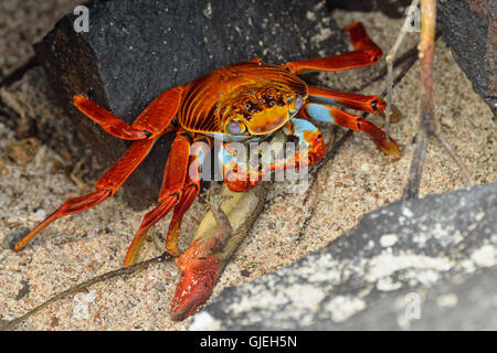 Sally Lightfoot Krabben (Grapsus Grapsus) Aufräumvorgang tot Lava Eidechse, Nationalpark Galapagos-Inseln, Ecuador Stockfoto