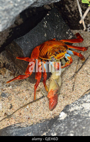 Sally Lightfoot Krabben (Grapsus Grapsus) Aufräumvorgang tot Lava Eidechse, Nationalpark Galapagos-Inseln, Ecuador Stockfoto