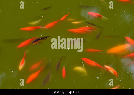 Baden von Goldfische im Teich, Quito botanischen Gärten, Quito, Pichincha, Ecuador Stockfoto