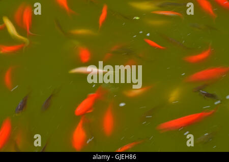 Baden von Goldfische im Teich, Quito botanischen Gärten, Quito, Pichincha, Ecuador Stockfoto