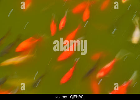 Baden von Goldfische im Teich, Quito botanischen Gärten, Quito, Pichincha, Ecuador Stockfoto