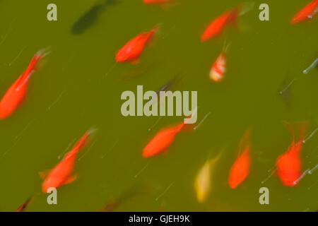 Baden von Goldfische im Teich, Quito botanischen Gärten, Quito, Pichincha, Ecuador Stockfoto