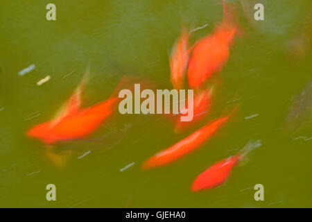 Baden von Goldfische im Teich, Quito botanischen Gärten, Quito, Pichincha, Ecuador Stockfoto