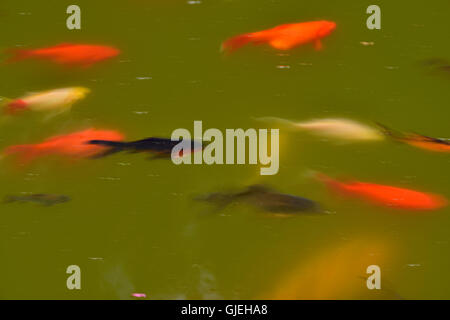 Baden von Goldfische im Teich, Quito botanischen Gärten, Quito, Pichincha, Ecuador Stockfoto