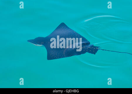 Eagle Ray (Aetobatus Narinari), Galapagos Islands National Park, Santa Fe Insel, Ecuador Stockfoto