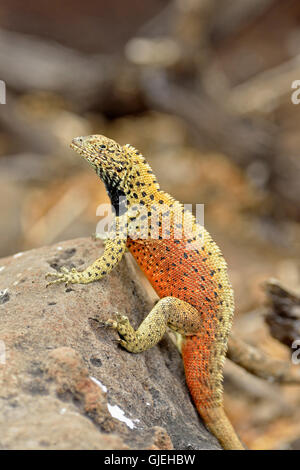 Lava-Eidechse (Tropidurus spp.), Galapagos Islands National Park, Espanola (Haube) Island, Punta Suarez, Ecuador Stockfoto