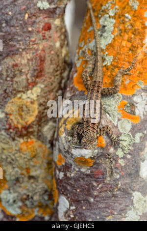 Lava-Eidechse (Tropidurus spp.) ruht auf Palo Santo Baum Rinde, Galapagos Islands National Park, Santa Fe Insel, Ecuador Stockfoto