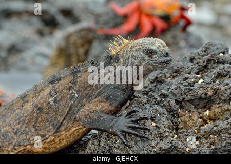 Marine Iguana (Amblyrhynchus Cristatus), Galapagos Islands National Park, Santa Cruz ist Las Bachas Beach, Ecuador Stockfoto