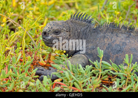 Marine Iguana (Amblyrhynchus Cristatus), Galapagos Islands National Park, Santa Cruz ist Dragon Hill, Ecuador Stockfoto