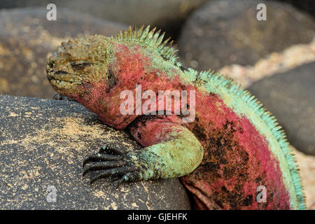 Marine Iguana (Amblyrhynchus Cristatus), Galapagos Islands National Park, Espanola (Haube) Island, Punta Suarez, Ecuador Stockfoto