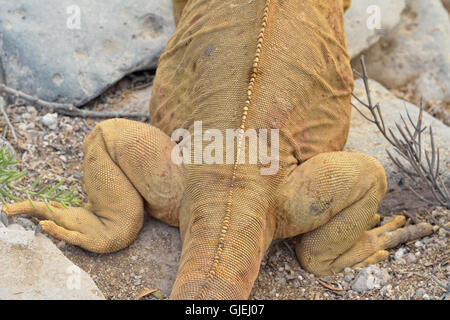 Galapagos Land Leguan (Conolophus Subcristatus), Galapagos Islands National Park, Santa Fe Insel, Ecuador Stockfoto