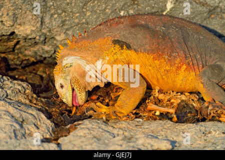 Land-Leguan (Conolophus Subcristatus) Essen Seelöwen Karkasse, Galapagos Islands National Park, South Plaza Island, Ecuador Stockfoto