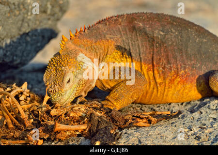 Land-Leguan (Conolophus Subcristatus) Essen Seelöwen Karkasse, Galapagos Islands National Park, South Plaza Island, Ecuador Stockfoto