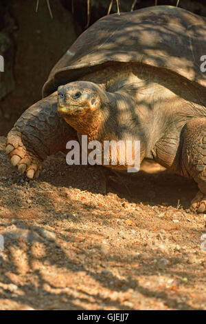 Riesenschildkröte (Geochelone Elephantopus) gefangen "Pepe", Galapagos ist NP Visitor Centre, Puerto Baquerizo Moreno, Ecuador Stockfoto