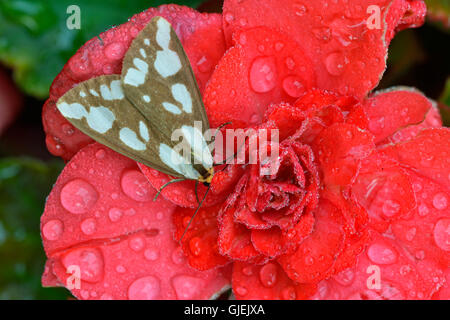 Verwirrt Haploa Motte (Haploa Confusa) ruht auf roten Gartenblumen mit Regentropfen, Greater Sudbury, Ontario, Kanada Stockfoto