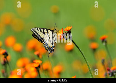 Kanadische Tiger Schwalbenschwanz (Papilio Canadensis) Nectaring Orange Habichtskraut, Greater Sudbury, Ontario, Kanada Stockfoto