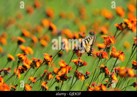 Kanadische Tiger Schwalbenschwanz (Papilio Canadensis) Nectaring Orange Habichtskraut, Greater Sudbury, Ontario, Kanada Stockfoto