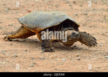 gemeinsamen Schnappschildkröte (Chelydra Serpentina) in Gefangenschaft, Minnesota Wild Verbindung, Sandstein, Minnesota, USA Stockfoto