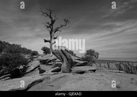 Schwarz / weiß Bild des Toten Juniper Tree in Colorado National Monument in der Silhouette gegen blauen Himmel Stockfoto