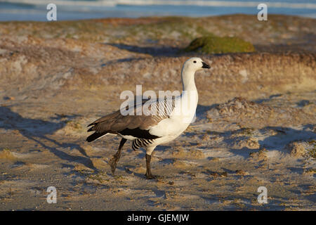 Upland Gans (Chloephaga Picta Leucoptera) Stockfoto