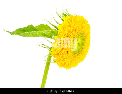 Seite Ansicht Nahaufnahme der gelben Sonnenblume mit Blatt. Isoliert auf weiss Stockfoto