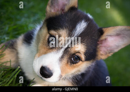 Nahaufnahme von Schwarz, Tan und weiß Corgi Hund ruht auf Rasengras. Stockfoto
