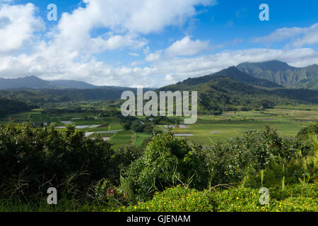 Malerische Aussicht auf ein Taro-Feld in der Nähe von Hanalei Bay auf Kauai, Hawaii, USA. Stockfoto