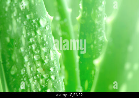 Aloe Vera Blätter Hintergrund mit Regentropfen. Stockfoto