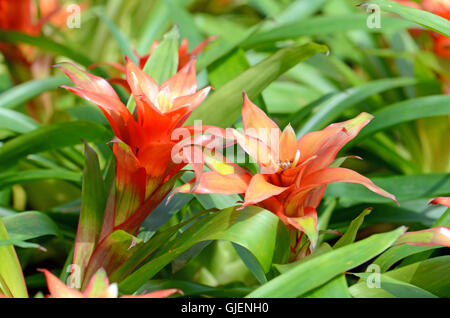 Bromelie oder Urn Anlage (Aechmea Fasciata) Art von lokalen Brasilien Pflanzen. Stockfoto