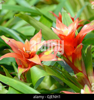 Bromelie oder Urn Anlage (Aechmea Fasciata) Art von lokalen Brasilien Pflanzen. Stockfoto