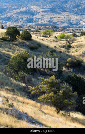 Hohe Wüste Grünland Hügel unterhalb der Santa Catalina Mountains auf dem Arizona-Trail. Coronado National Forest, Arizona Stockfoto