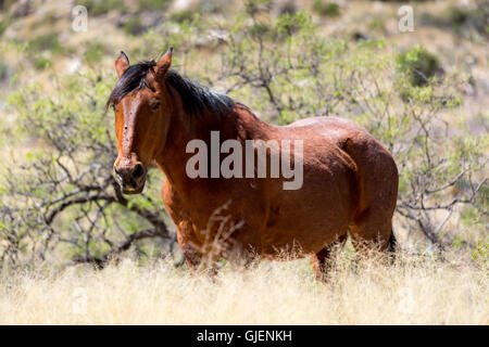 Ein Mustang Standing im hohen Wüste Wiesen in den Ausläufern der Santa Catalina Mountains. Coronado National Forest, Arizona Stockfoto