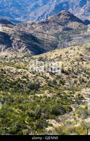 Ein ausgedehntes Netz von Hügeln und Schluchten rund um Sycamore Canyon in den Santa Catalina Mountains. Pusch Ridge Wilderness, Arizona Stockfoto