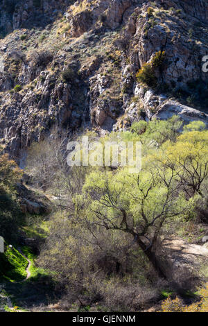 Großen Mesquite Bäume schattieren einen felsigen Abschnitt des Sycamore Canyon in den Santa Catalina Mountains. Pusch Ridge Wilderness, Arizona Stockfoto