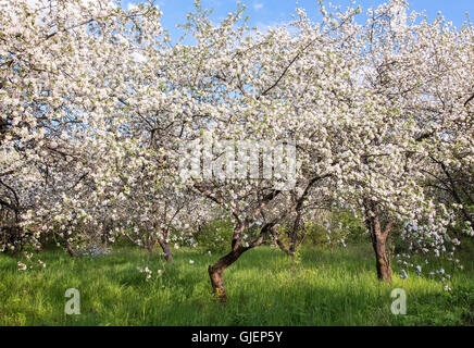 In den alten Apple Orchard blühenden Apfelbäumen reichlich mit weißen Blüten bedeckt. Auf der Erde wächst jungen grünen Rasen. Stockfoto