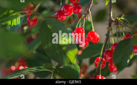 Rote Kirschen auf dem Ast Stockfoto