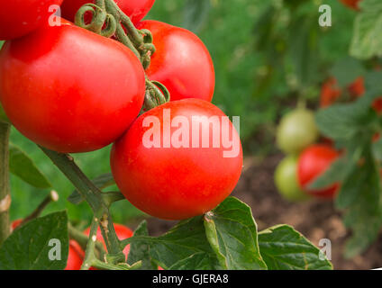Rote Tomaten wachsen auf Ast Stockfoto