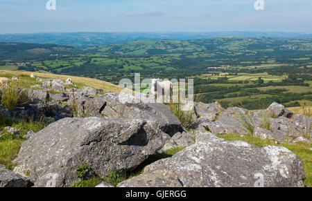 Ein Schaf steht auf einem walisischen Hügel an einem Sommertag mit einen herrlichen Blick in den Hintergrund mit sanften Hügeln. Stockfoto