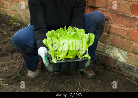 Junger Kopfsalat. Eine Person mit Salat Pflanzen in einem Fach für die Bepflanzung in einem Garten oder Zuteilung, England, Großbritannien Stockfoto