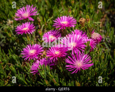 Violette Aster Blumen fotografiert in Kanarische Inseln, Spanien Stockfoto