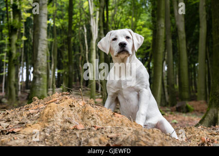Junger Labrador Hund Welpe im Wald Stockfoto