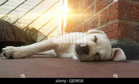 Labrador Hund Welpe bei Sonnenuntergang auf dem Boden liegend schlafen Stockfoto