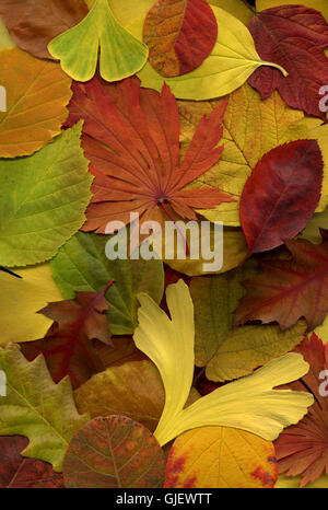 Baum Bäume Blätter Stockfoto