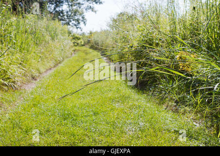 Sommer-Wanderweg in der Prärie mit pulsierenden grünen einheimische Gräser und Wildblumen an sonnigen Tag Stockfoto